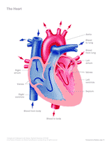 gejegor wallpapers: New heart diagram for kids to label