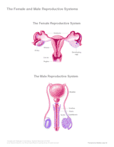 Blank Diagram Of Human Reproductive Systems / DRAW IT NEAT : Resources